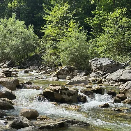 Forest * Gosau
