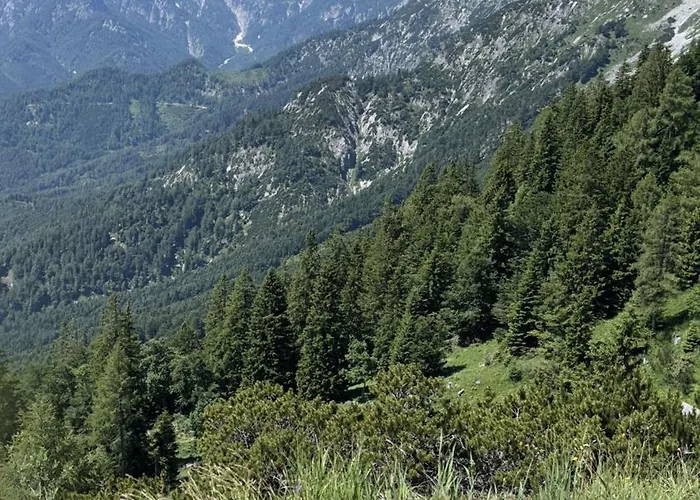 Forest Διαμέρισμα *