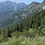 Forest Apartament *