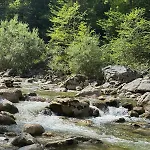 Forest * Gosau